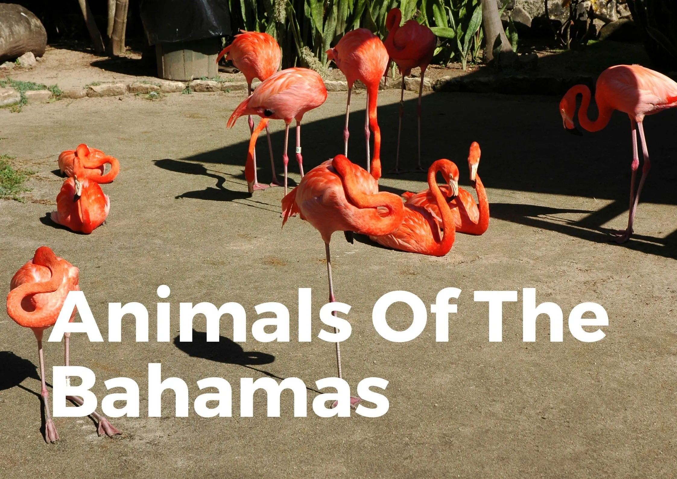 Animals of the Bahamas