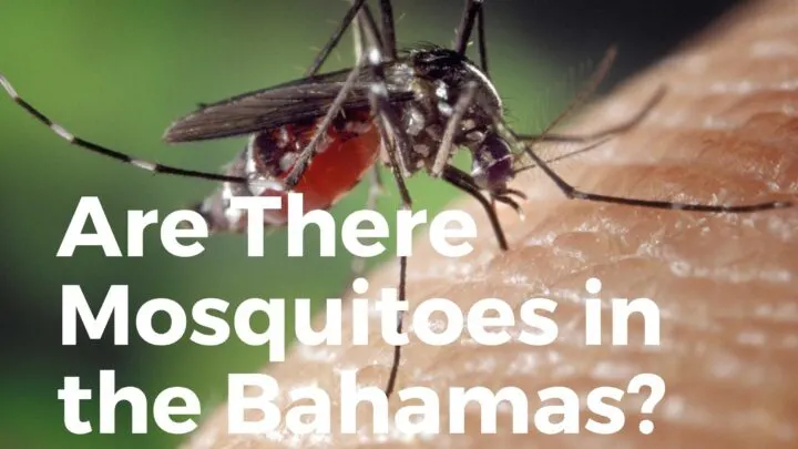 Mosquitoes in the Bahamas