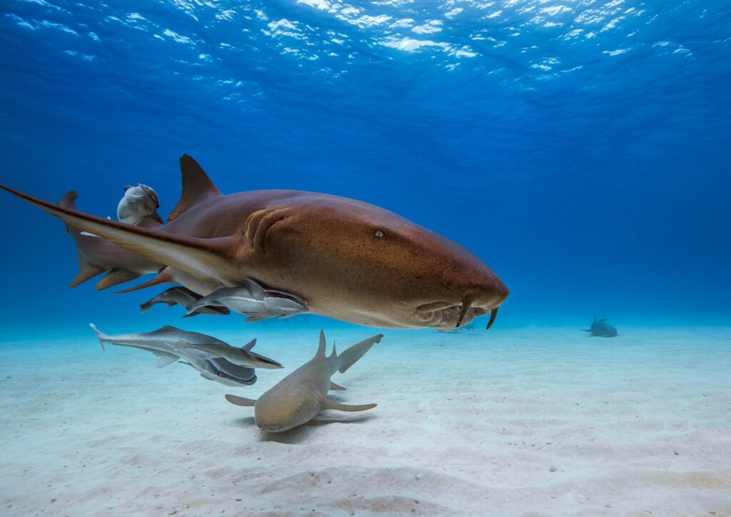 Nurse Sharks in the Caribbean