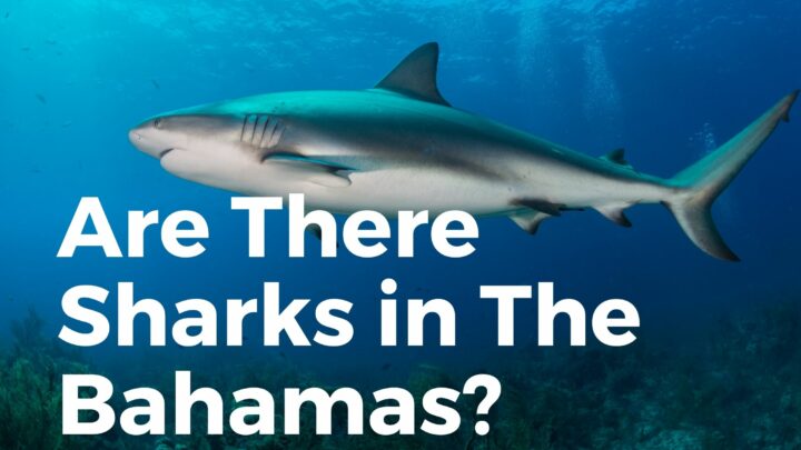 Are there sharks in the Bahamas?
