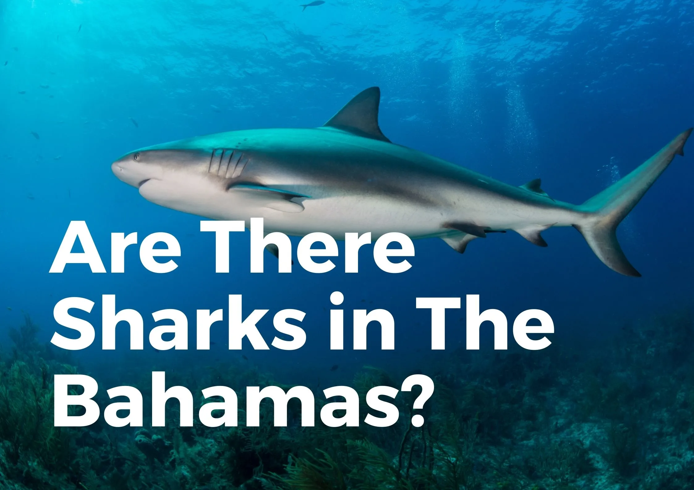 Are there sharks in the Bahamas?