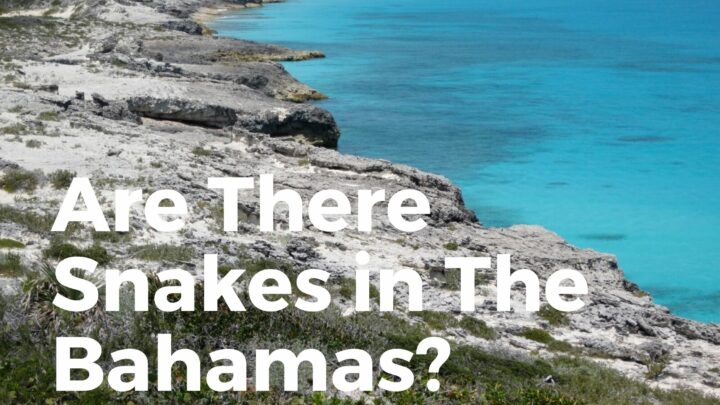 Snakes in the Bahamas