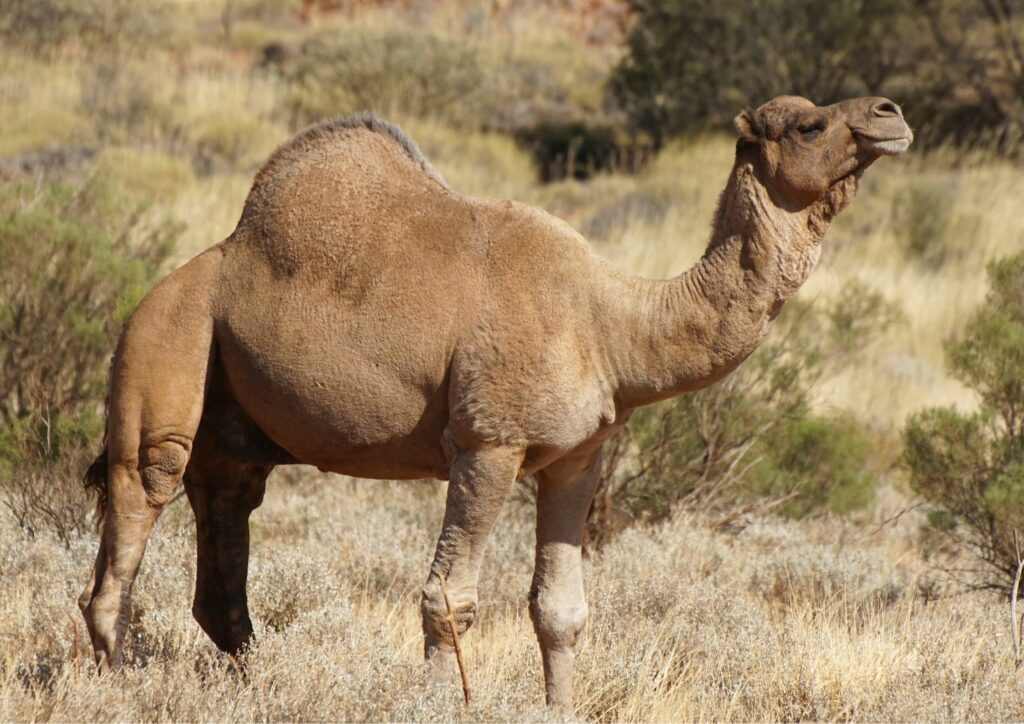 Australian Desert Camel