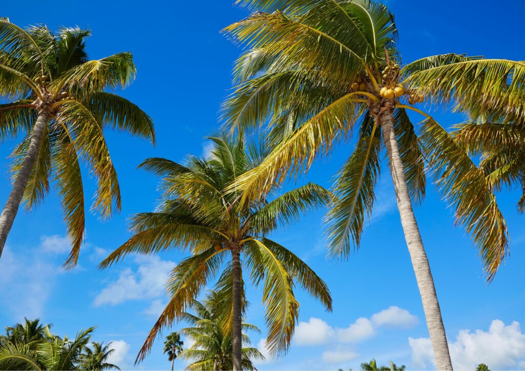 Coconut Trees at Clarence S. Higgs Memorial Beach