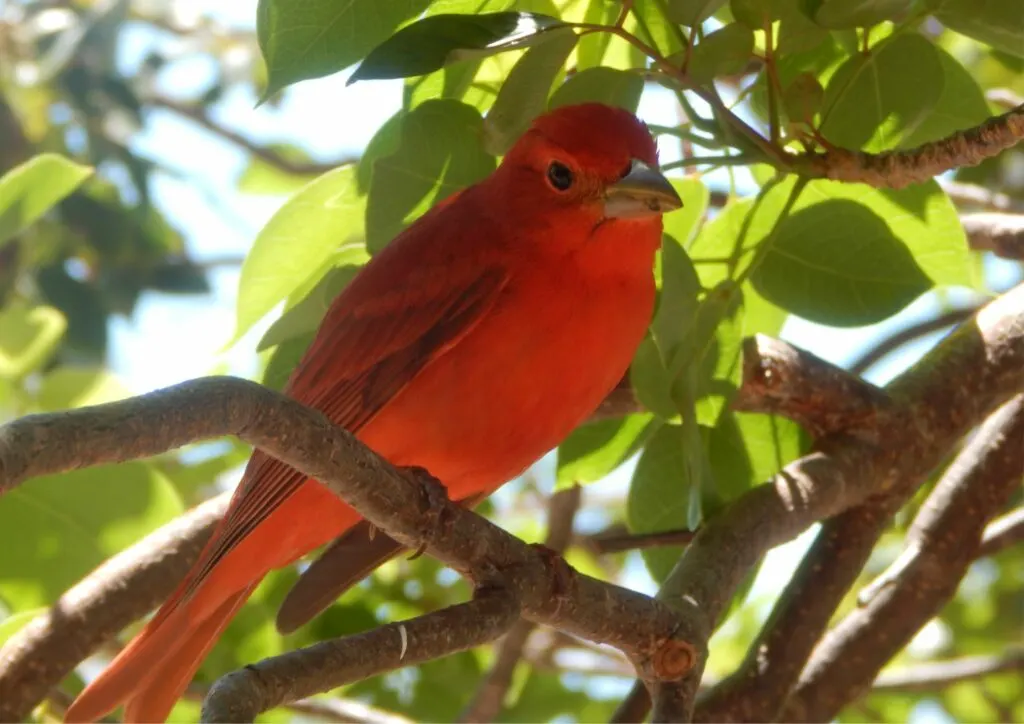 Red Bird at Dry Tortugas