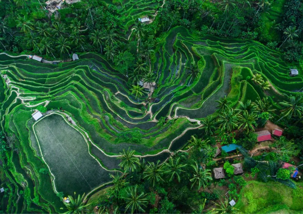 Aerial View of Tegallalang Rice Terraces