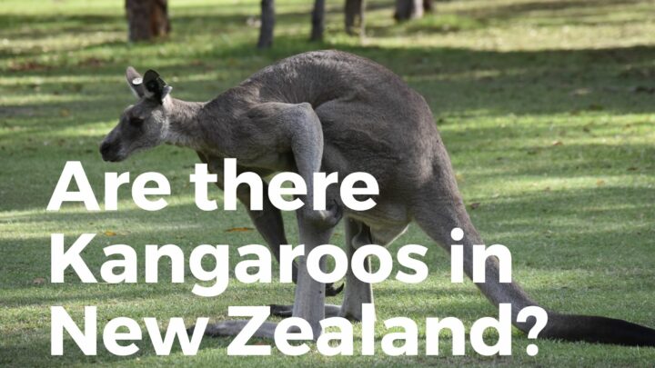Does New Zealand have Kangaroos?