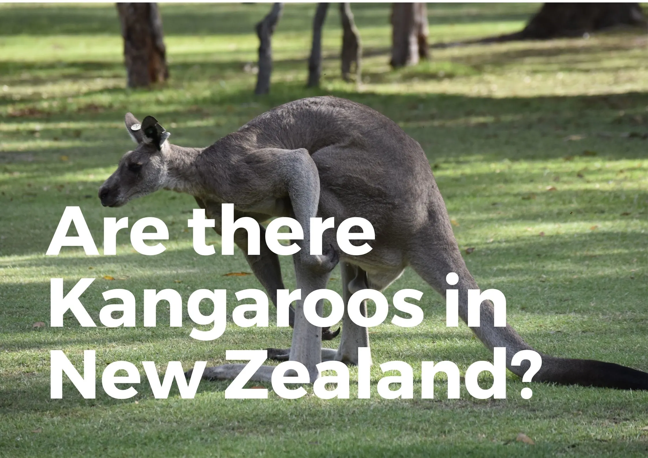 Does New Zealand have Kangaroos?