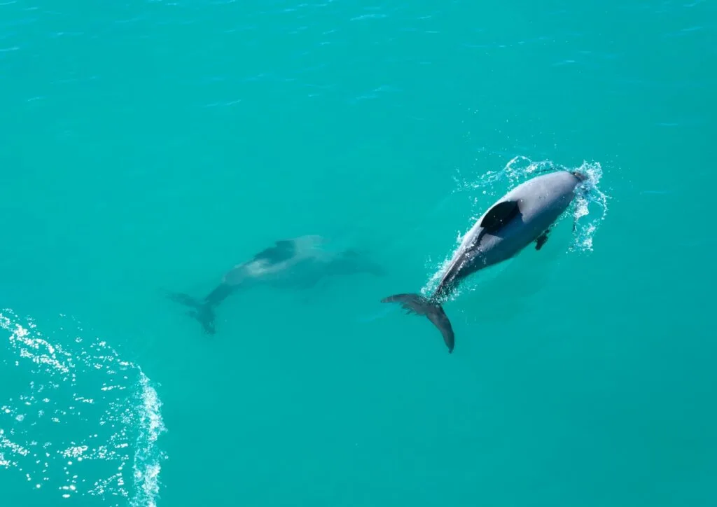 Dolphins in Kaikoura New Zealand