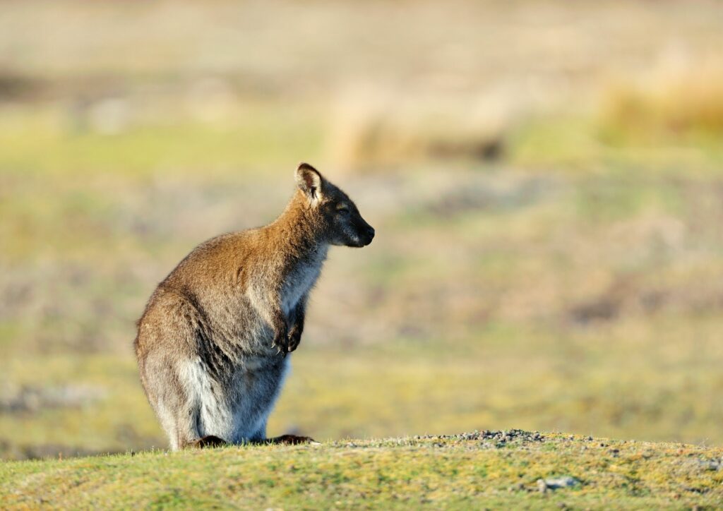 Lone Wallaby