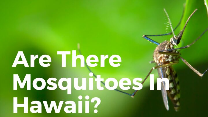 Are there mosquitoes in Hawaii?