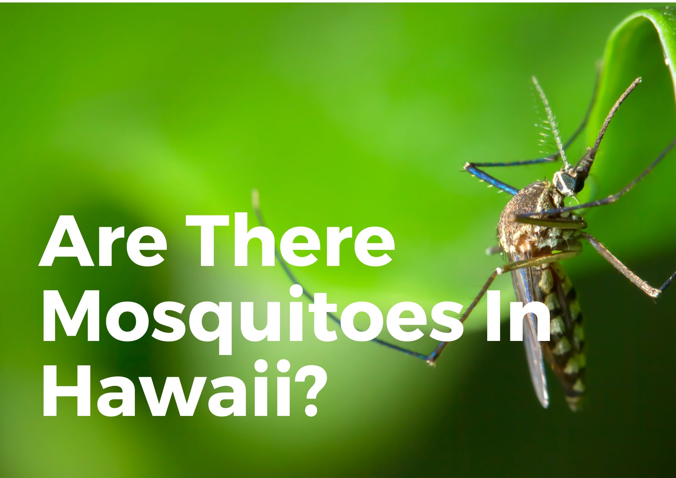 Are there mosquitoes in Hawaii?