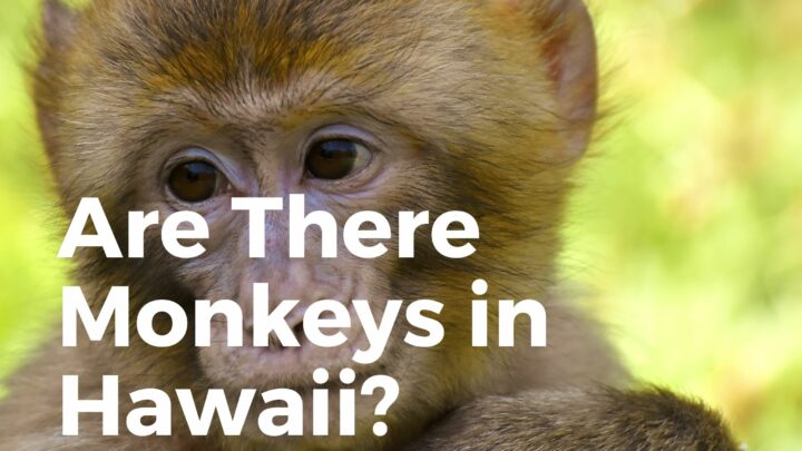 Are There Monkeys In Hawaii? (OTHER Animals?)