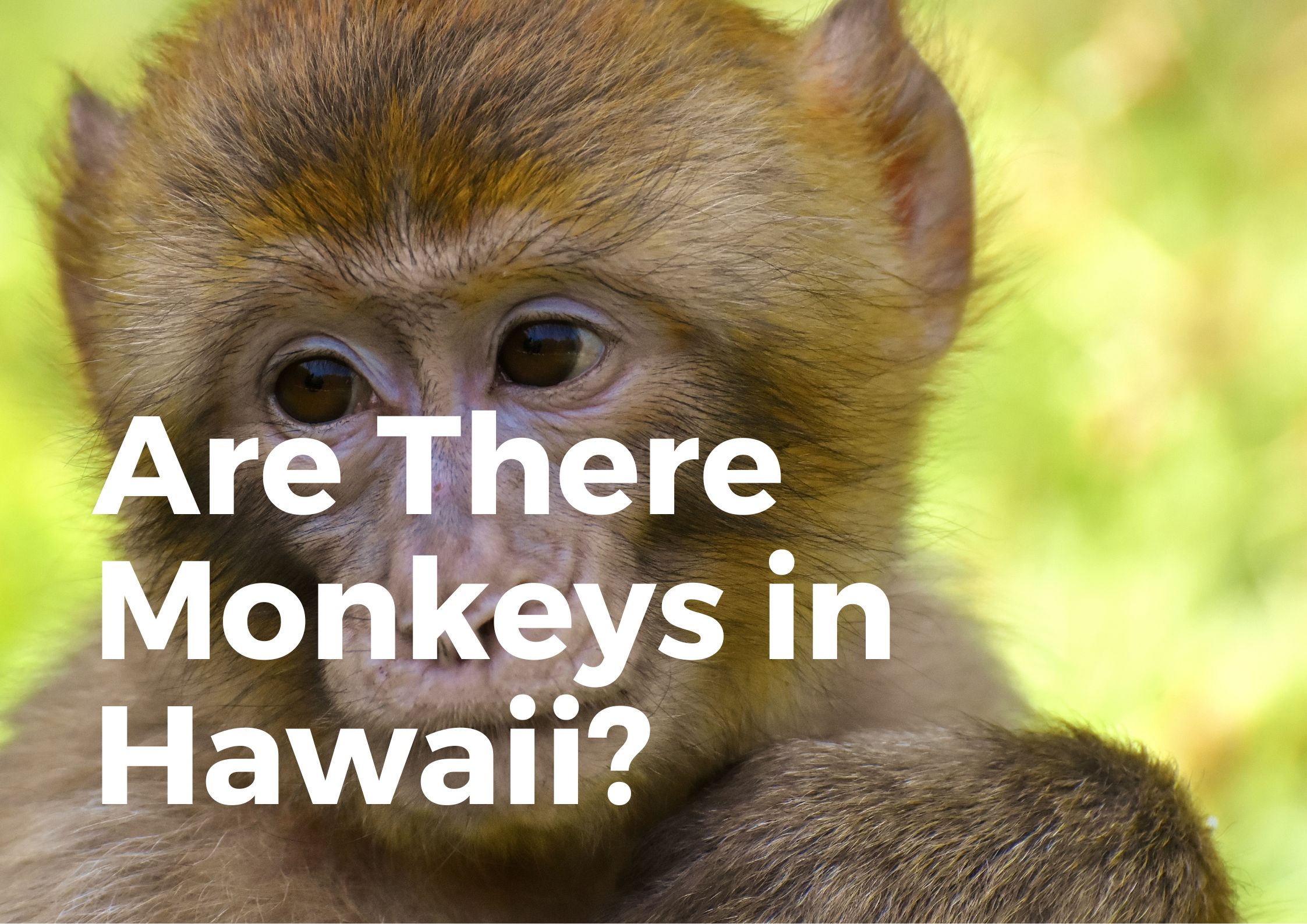 Are there monkeys in hawaii?
