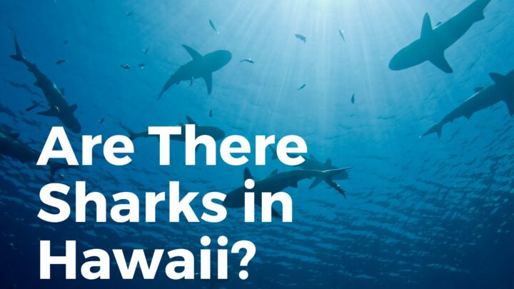Are There Sharks In Hawaii? (READ Before Visiting!)
