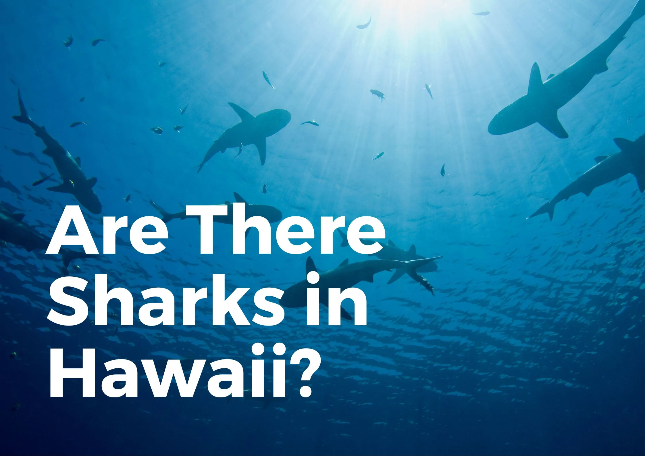 Are there sharks in hawaii