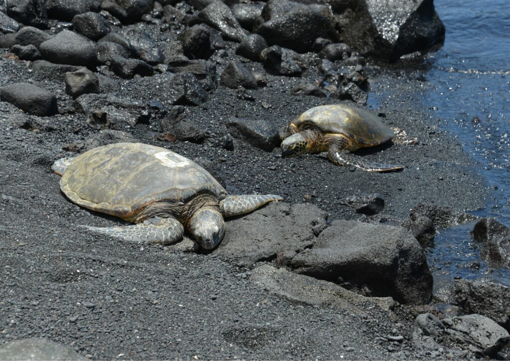 Turtles at Punalu'u Black Sand Beach