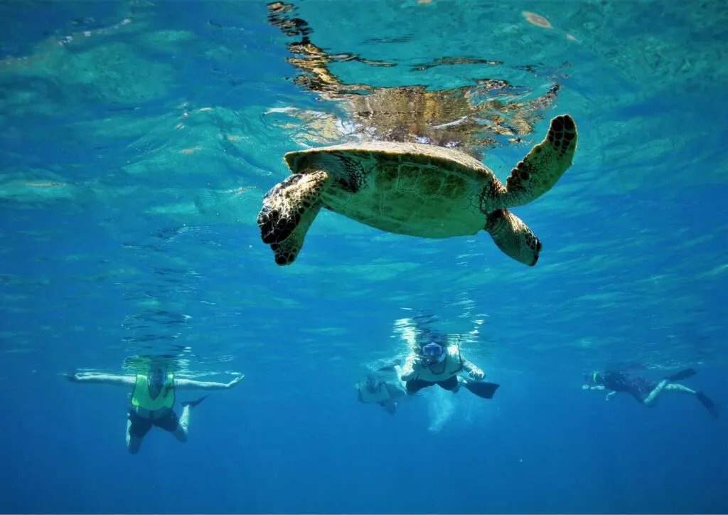 Sea Turtle Snorkelling in Hawaii