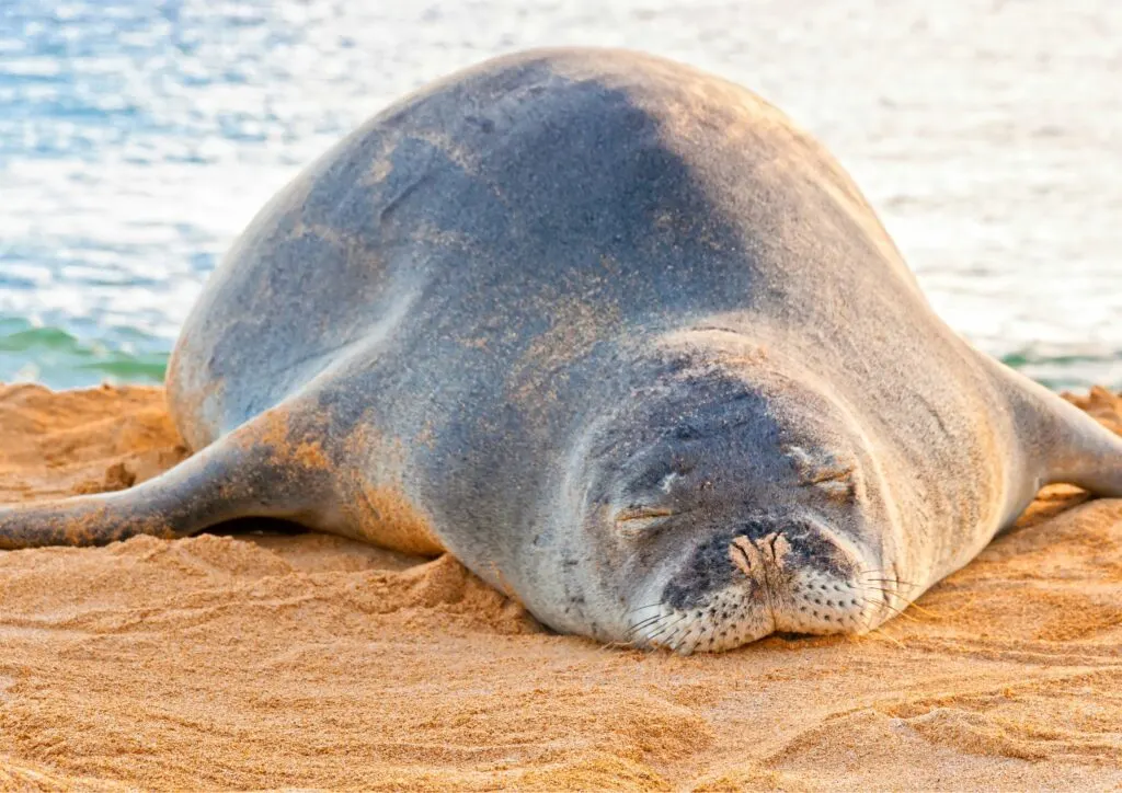 Hawaiian Monk Seal resting