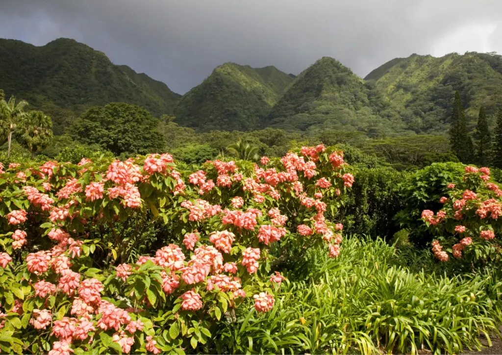 Honolulu Botanical Gardens