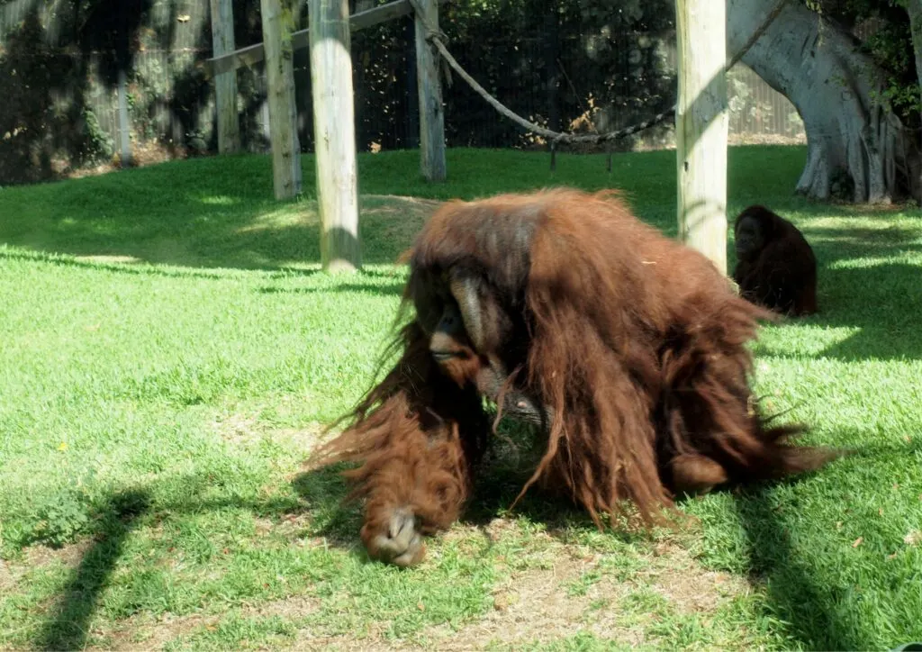 Orangutan at Honolulu Zoo