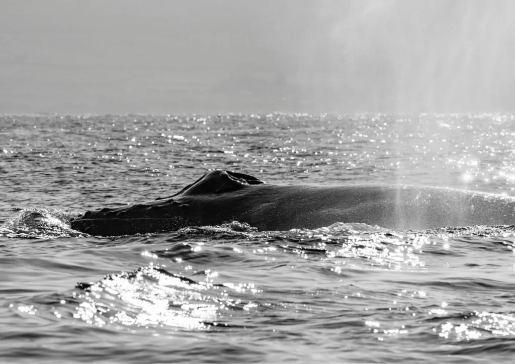 Humpback Whale off Hawaii Waters
