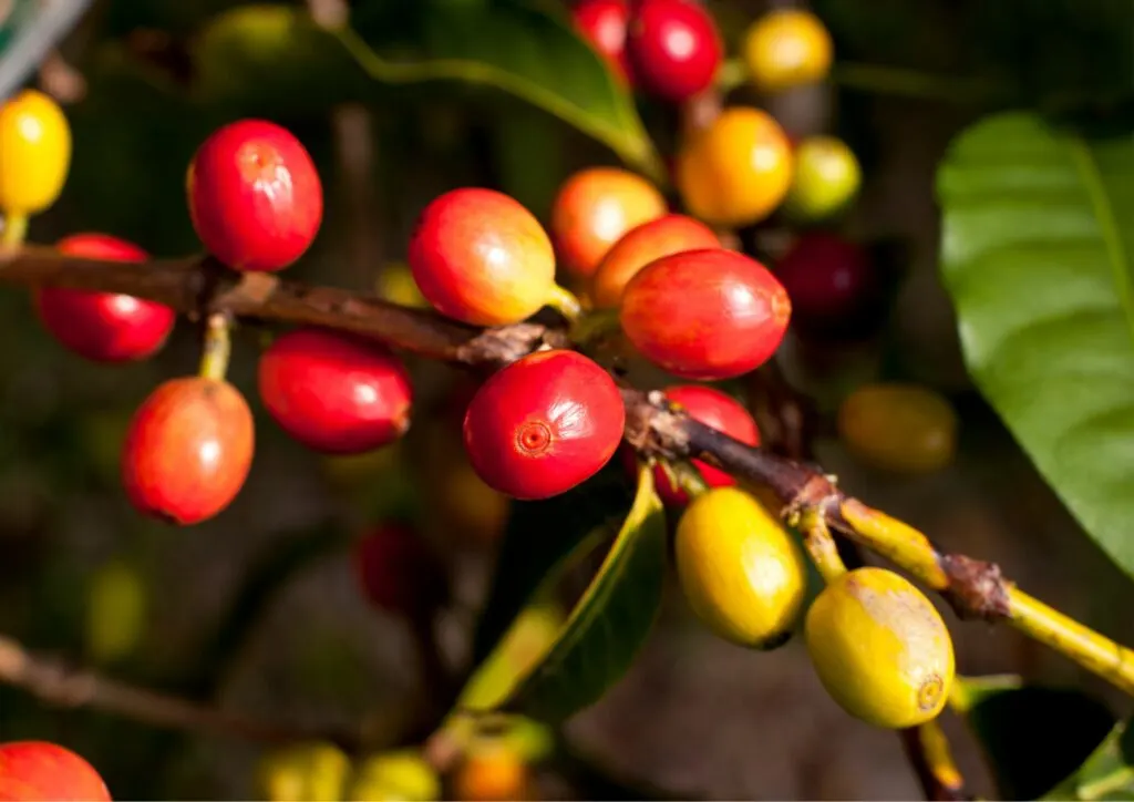 Kona Coffee Seeds