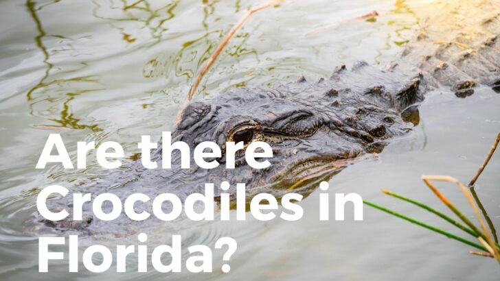 Crocodile lounging in Palmdale, Florida