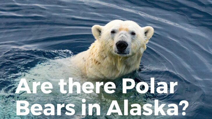 Are There Polar Bears In Alaska? (Where To See Them!)
