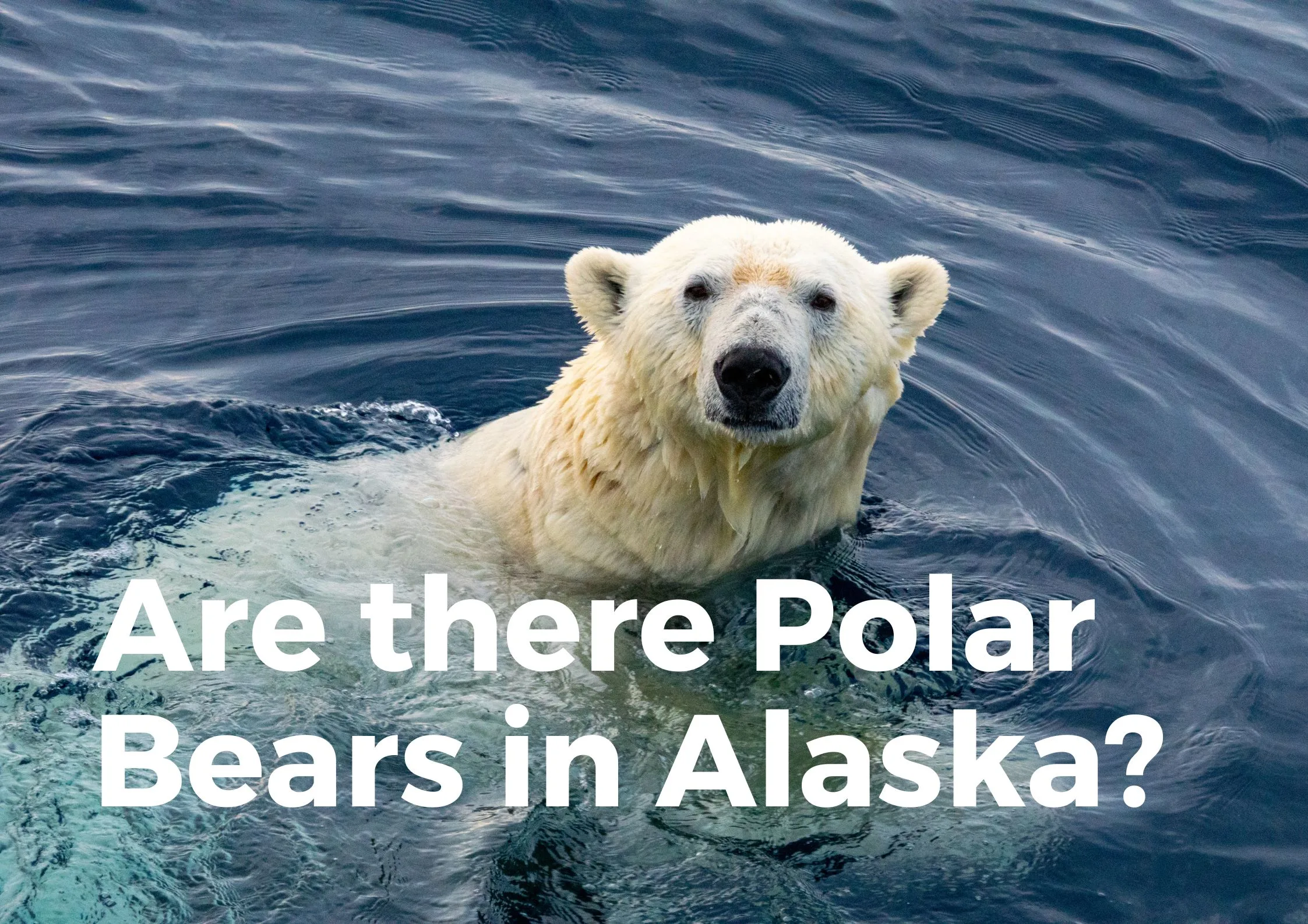 Are there polar bears in Alaska