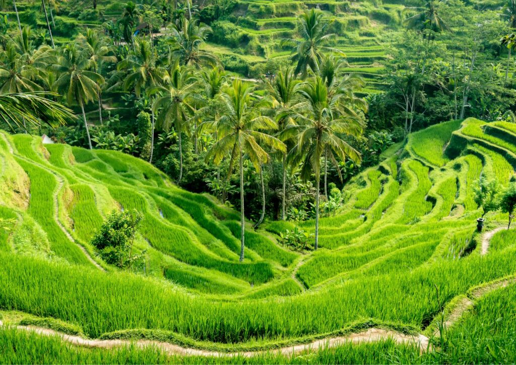 Bali-Rice-Terrace