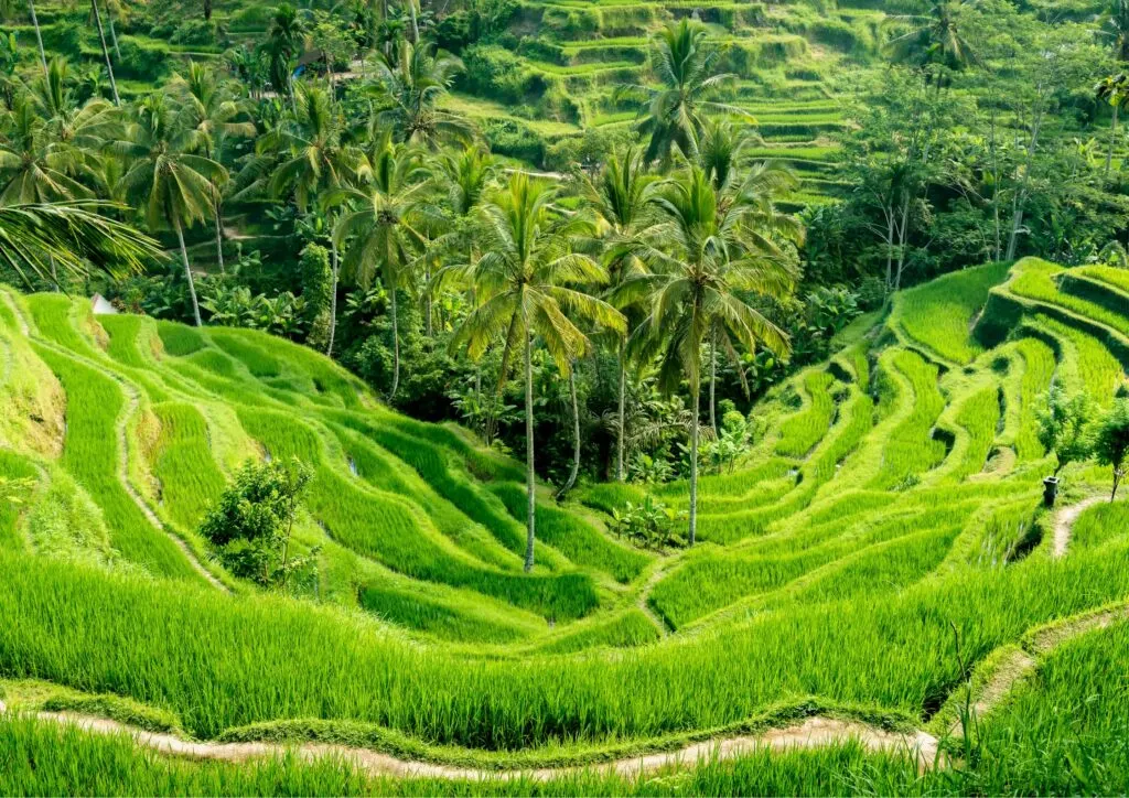 Bali-Rice-Terrace