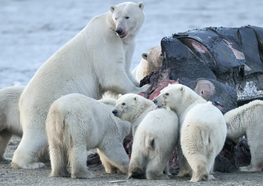 Polar Bears feeding on a whale carcass in Alaska