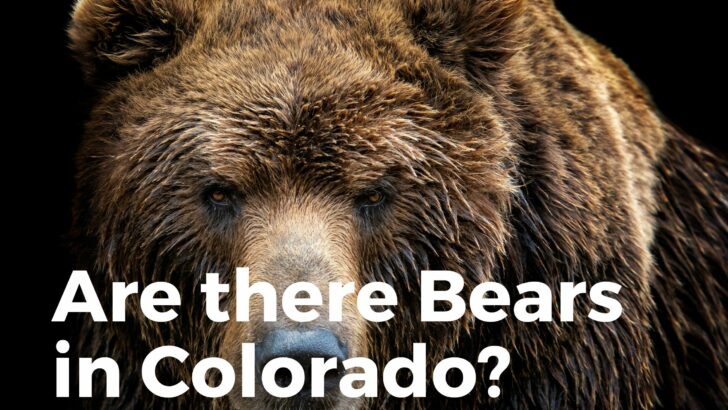 Are there bears in colorado
