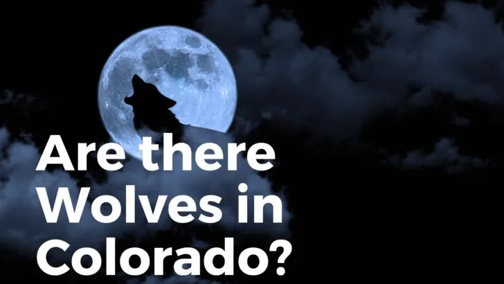 Are there wolves in Colorado